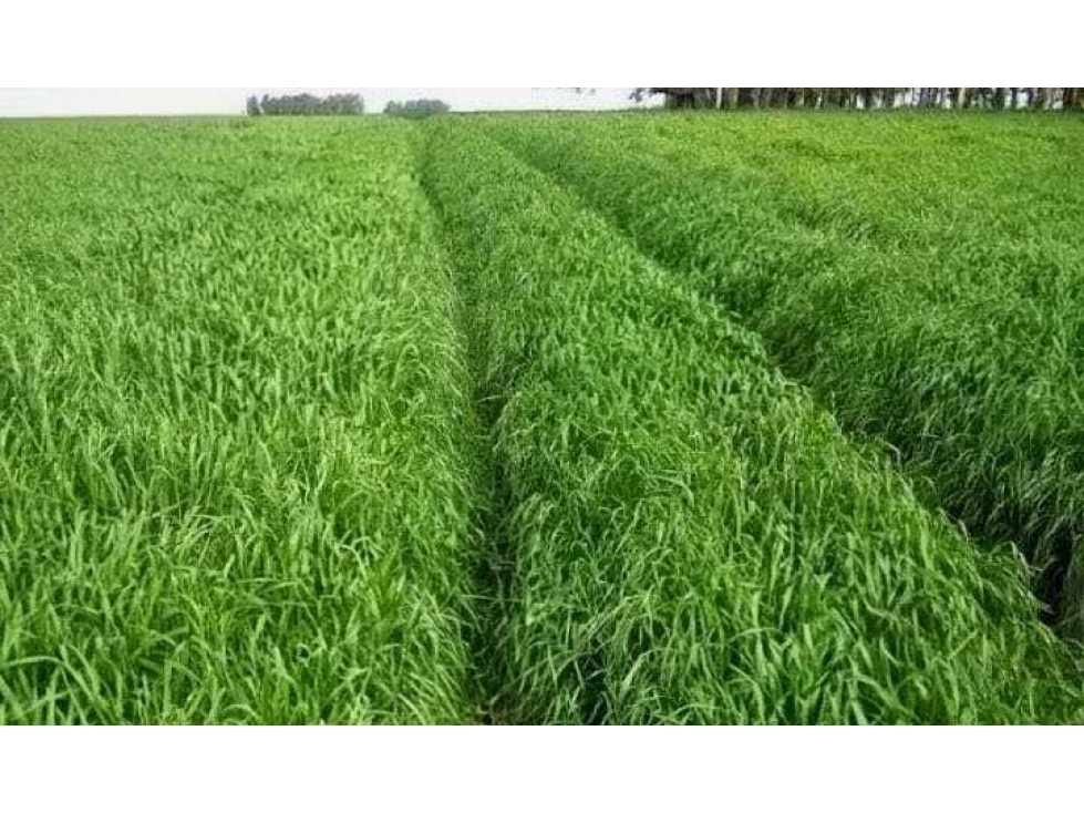 CAMPO 80 HECTAREAS, MIXTO, BALCARCE, BUENOS AIRES, ARGENTINA - 5