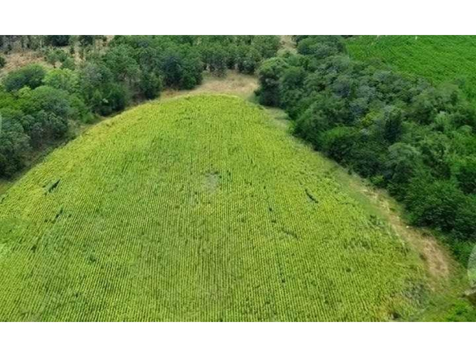 CAMPO 80 HECTAREAS, MIXTO, BALCARCE, BUENOS AIRES, ARGENTINA - 2