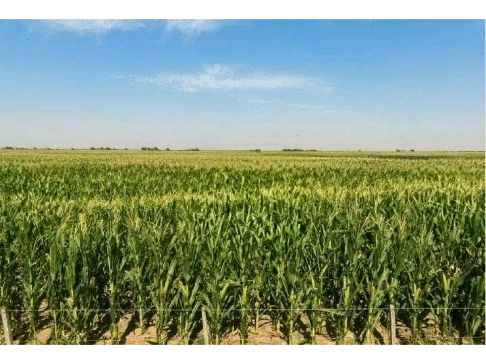 CAMPO 810 HAS, AGRÍCOLA,FORTÍN INCA, SANTIAGO DEL ESTERO, ARGENTINA - 2