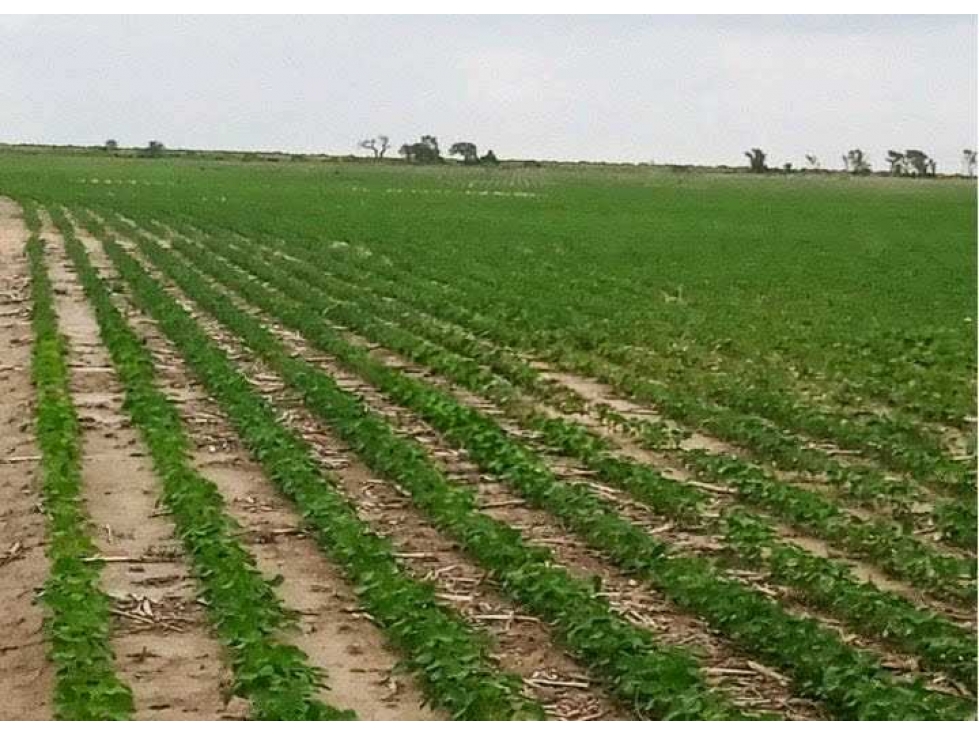 CAMPO 810 HAS, AGRÍCOLA,FORTÍN INCA, SANTIAGO DEL ESTERO, ARGENTINA - 3