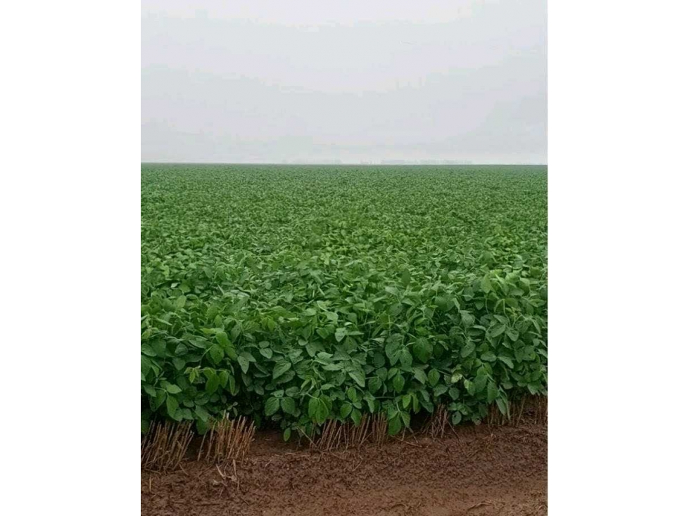 CAMPO 810 HAS, AGRÍCOLA,FORTÍN INCA, SANTIAGO DEL ESTERO, ARGENTINA - 4