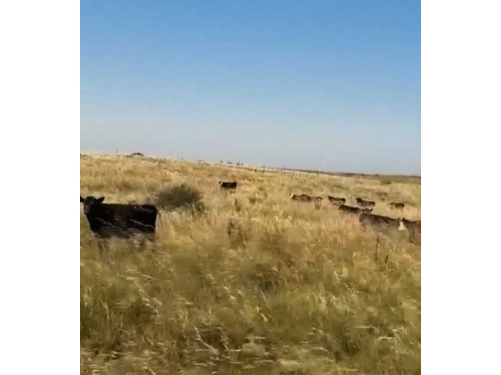 CAMPO 810 HECTAREAS, MIXTO, CORONEL DORREGO, BUENOS AIRES, ARGENTINA - 2