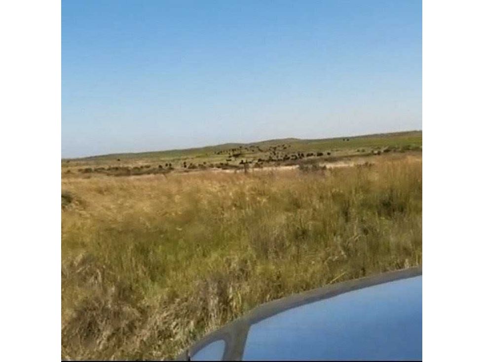 CAMPO 810 HECTAREAS, MIXTO, CORONEL DORREGO, BUENOS AIRES, ARGENTINA - 3