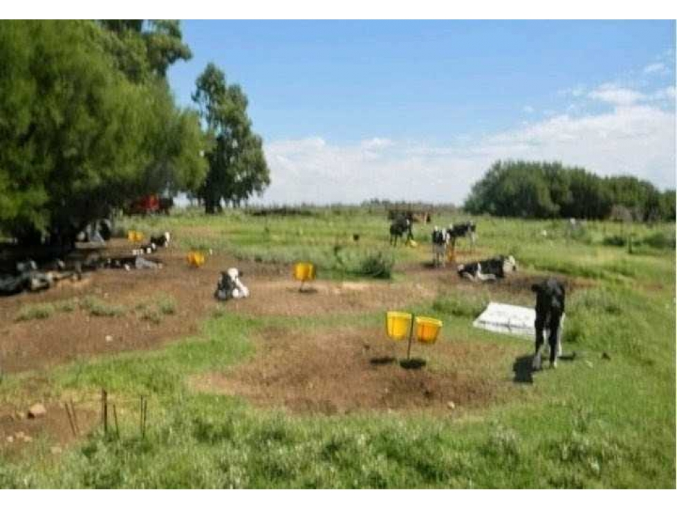 CAMPO 81 HECTAREAS, GANADERO, GUAMINI, BUENOS AIRES, ARGENTINA - 2