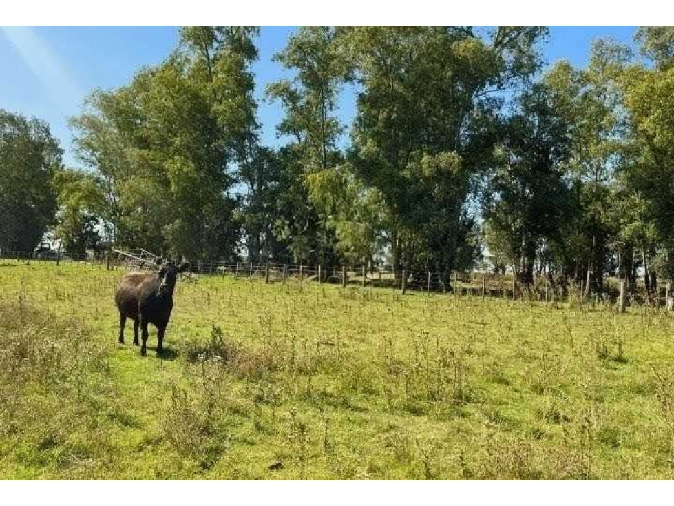 CAMPO 81 HECTAREAS, MIXTO, GENERAL ALVEAR, BUENOS AIRES, ARGENTINA - 3