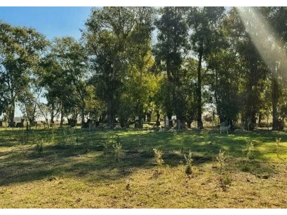 CAMPO 81 HECTAREAS, MIXTO, GENERAL ALVEAR, BUENOS AIRES, ARGENTINA - 4