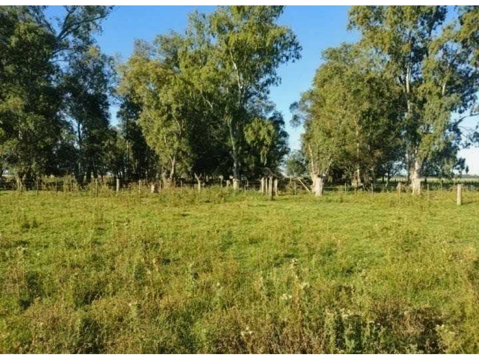 CAMPO 81 HECTAREAS, MIXTO, GENERAL ALVEAR, BUENOS AIRES, ARGENTINA - 6