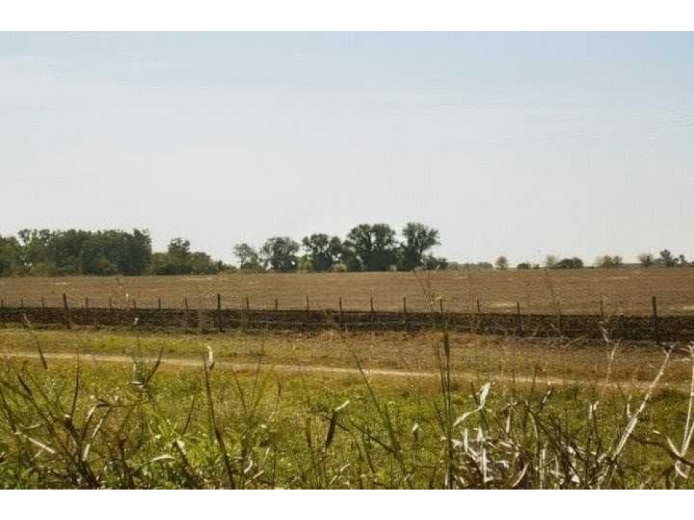 CAMPO 830 HECTAREAS, AGRICOLA, BARRANCAS, SANTA FE, ARGENTINA - 1