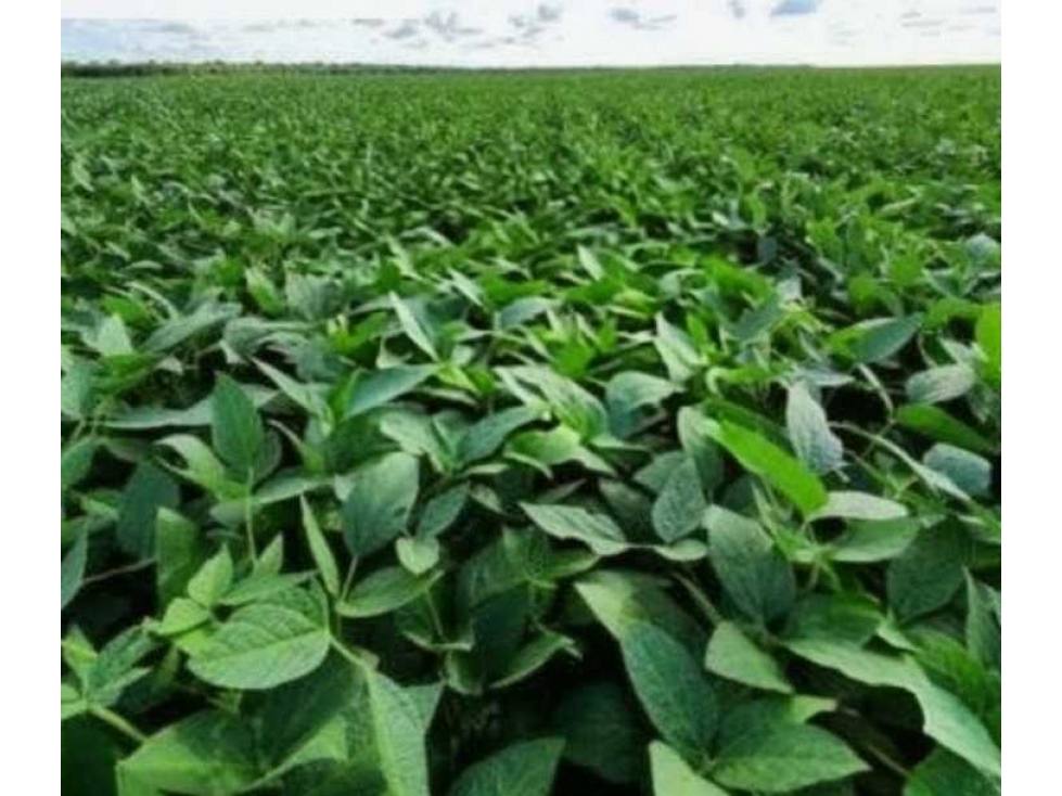 CAMPO 830 HECTAREAS, AGRICOLA, BARRANCAS, SANTA FE, ARGENTINA - 6