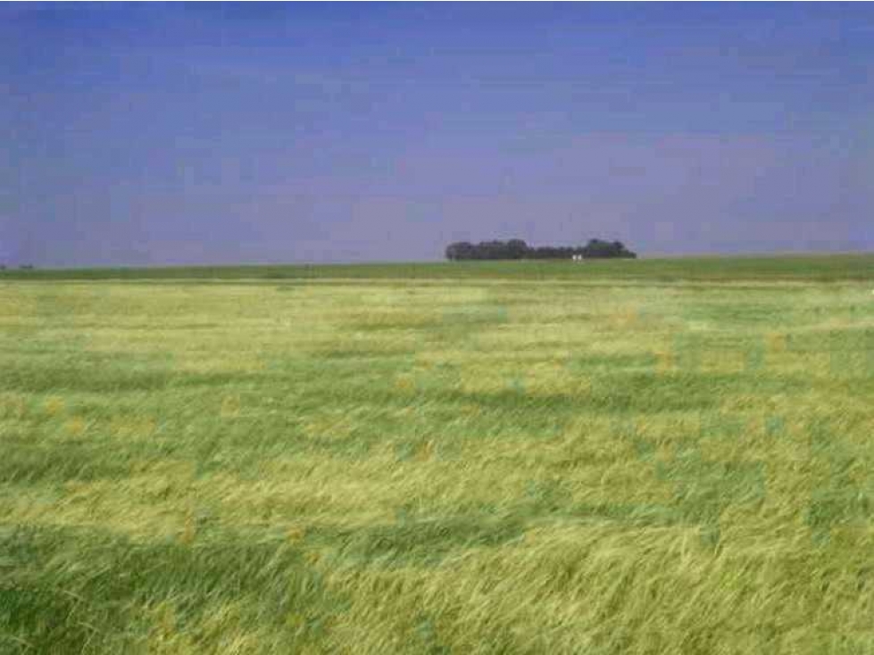 CAMPO 83 HECTAREAS, AGRICOLA, SALADILLO, BUENOS AIRES, ARGENTINA - 1