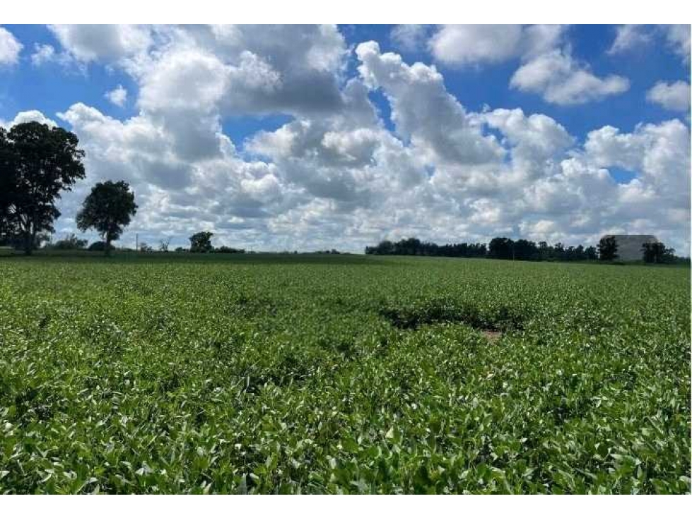 CAMPO 84 HECTAREAS, MIXTO, BOLIVAR, BUENOS AIRES, ARGENTINA - 1