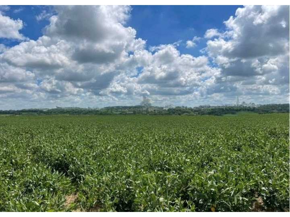 CAMPO 84 HECTAREAS, MIXTO, BOLIVAR, BUENOS AIRES, ARGENTINA - 5