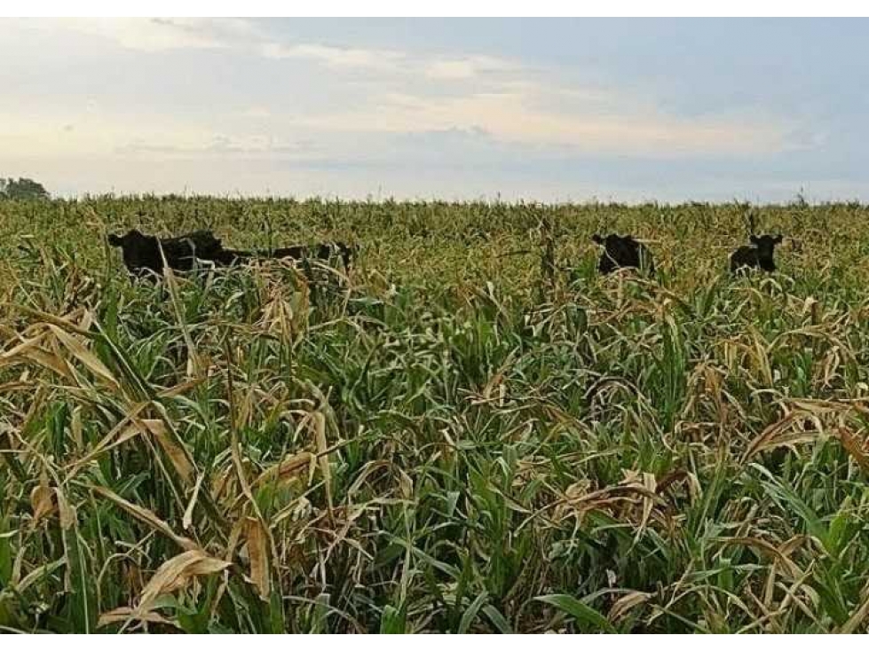 CAMPO 850 HECTAREAS, MIXTO, PUAN, BUENOS AIRES, ARGENTINA - 3