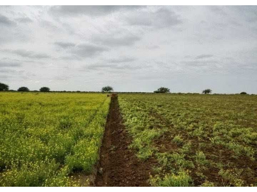 CAMPO 850 HECTAREAS, MIXTO, PUAN, BUENOS AIRES, ARGENTINA - 5