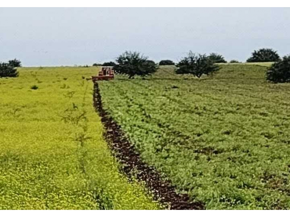 CAMPO 850 HECTAREAS, MIXTO, PUAN, BUENOS AIRES, ARGENTINA - 6