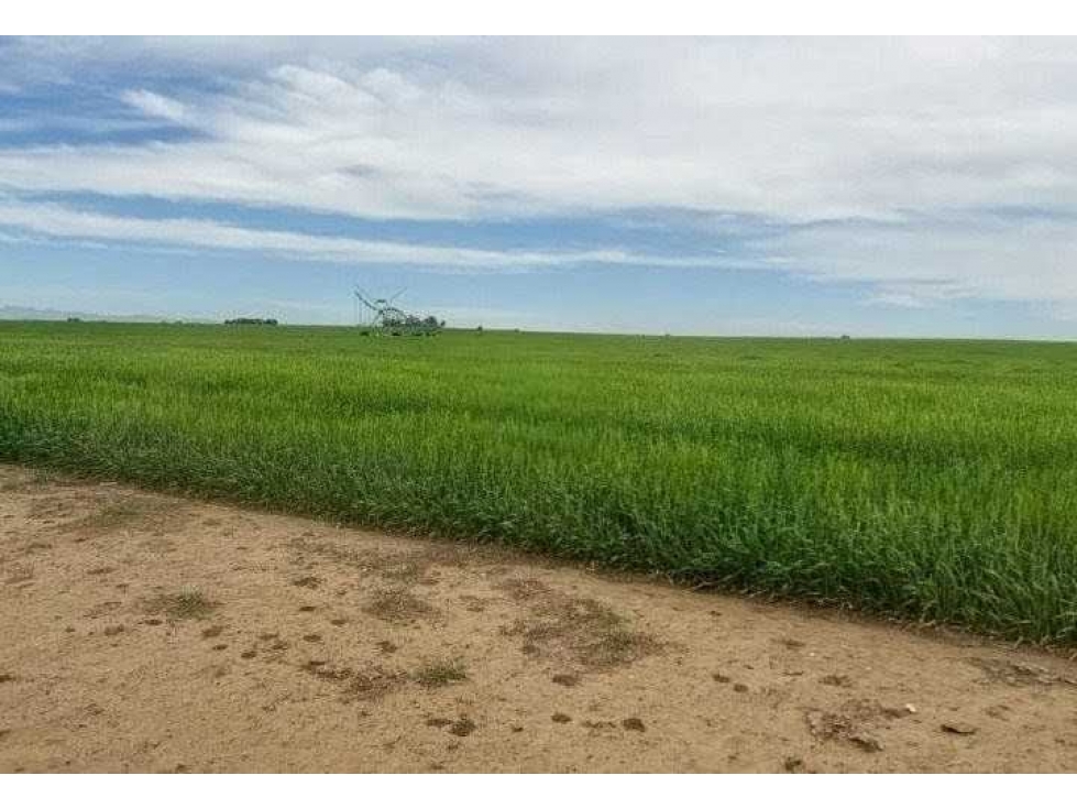 CAMPO 865 HECTAREAS, AGRICOLA, CORONEL SUAREZ, BUENOS AIRES, ARGENTINA - 2