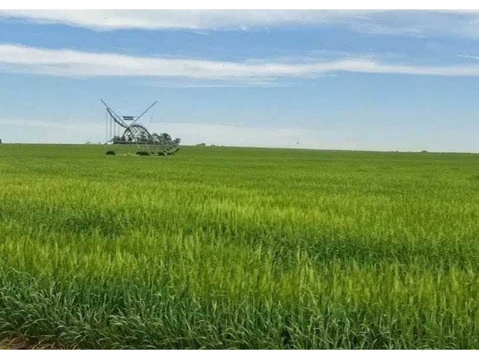 CAMPO 865 HECTAREAS, AGRICOLA, CORONEL SUAREZ, BUENOS AIRES, ARGENTINA - 3