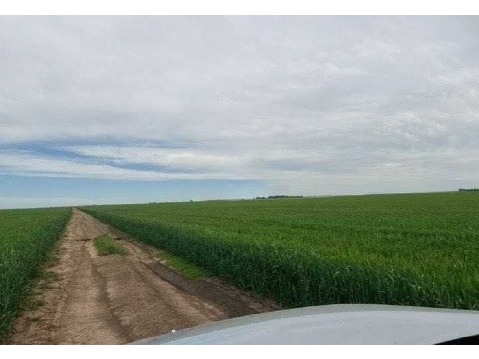 CAMPO 865 HECTAREAS, AGRICOLA, CORONEL SUAREZ, BUENOS AIRES, ARGENTINA - 6