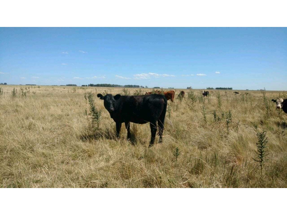 CAMPO 882 HAS GANADERO, GENERAL LAMADRID, BUENOS AIRES, ARGENTINA - 2