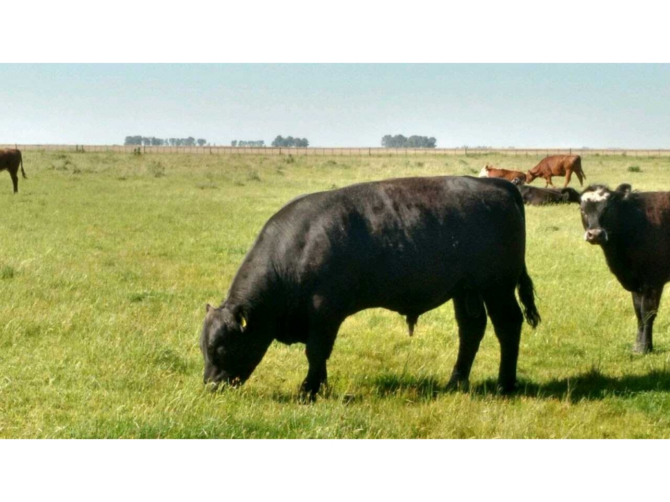 CAMPO 882 HAS GANADERO, GENERAL LAMADRID, BUENOS AIRES, ARGENTINA - 3