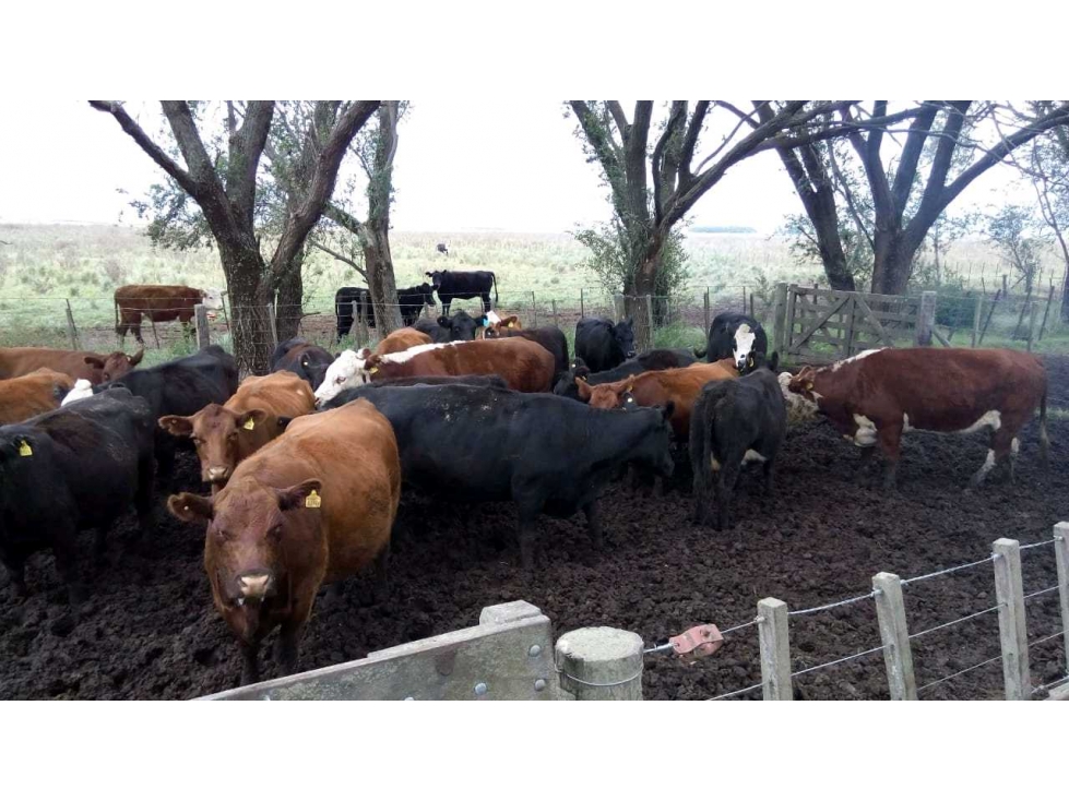 CAMPO 882 HAS GANADERO, GENERAL LAMADRID, BUENOS AIRES, ARGENTINA - 4