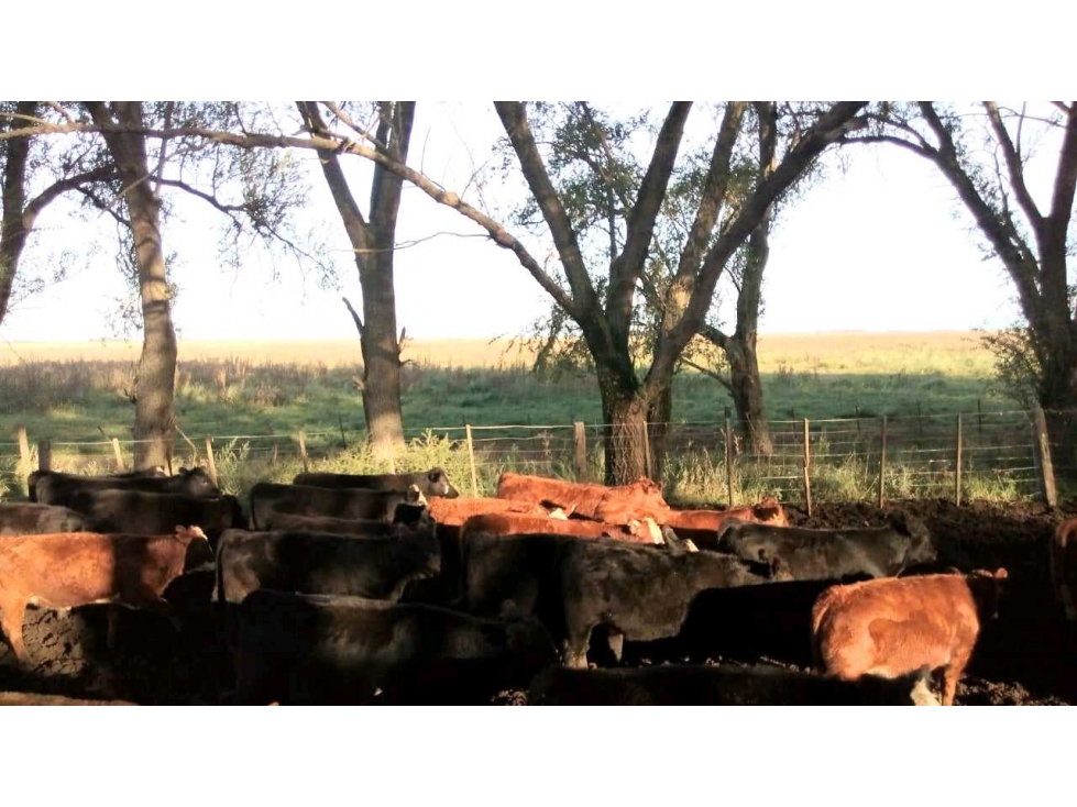 CAMPO 882 HAS GANADERO, GENERAL LAMADRID, BUENOS AIRES, ARGENTINA - 5