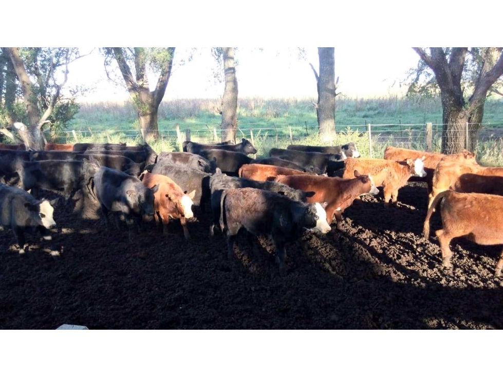 CAMPO 882 HAS GANADERO, GENERAL LAMADRID, BUENOS AIRES, ARGENTINA - 6