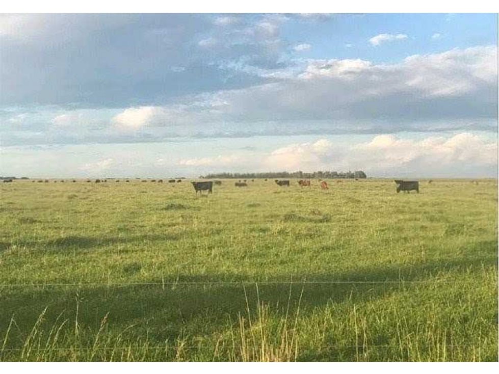CAMPO 875 HECTAREAS MIXTAS, CARLOS TEJEDOR, BUENOS AIRES, ARGENTINA - 2