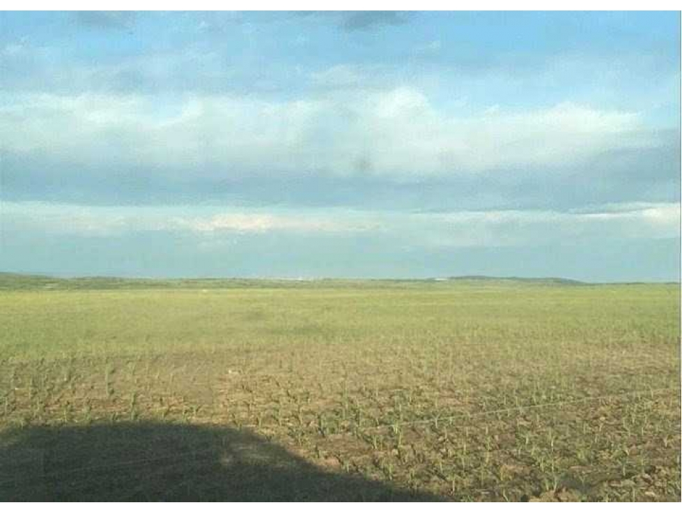 CAMPO 875 HECTAREAS MIXTAS, CARLOS TEJEDOR, BUENOS AIRES, ARGENTINA - 3