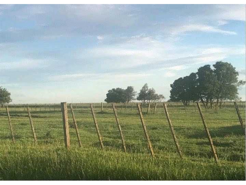 CAMPO 875 HECTAREAS MIXTAS, CARLOS TEJEDOR, BUENOS AIRES, ARGENTINA - 4