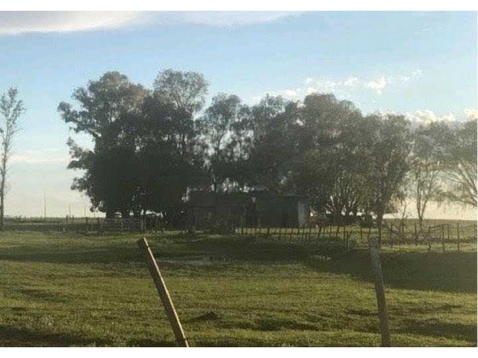 CAMPO 875 HECTAREAS MIXTAS, CARLOS TEJEDOR, BUENOS AIRES, ARGENTINA - 5