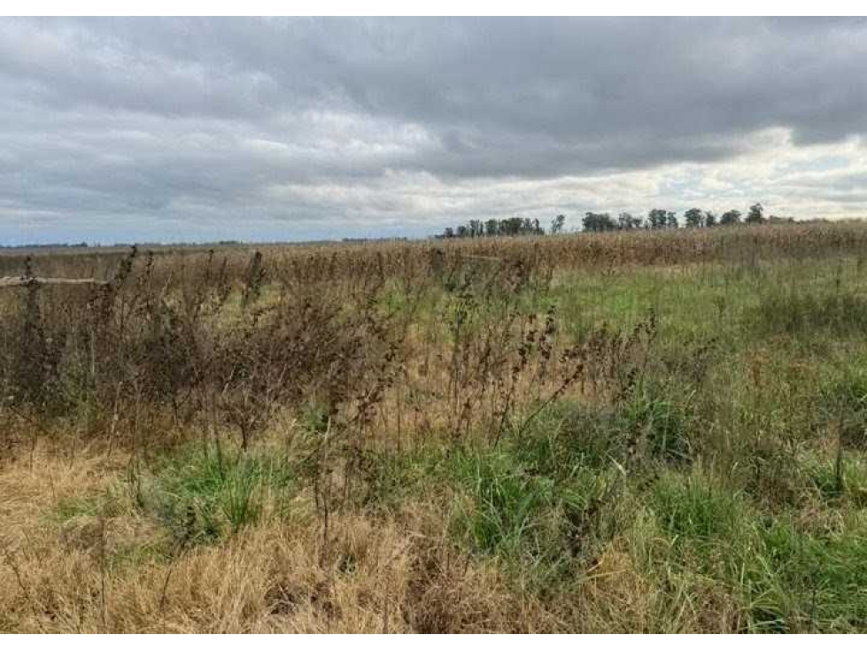 CAMPO 87 HECTAREAS, MIXTO, BOLIVAR, BUENOS AIRES, ARGENTINA - 3