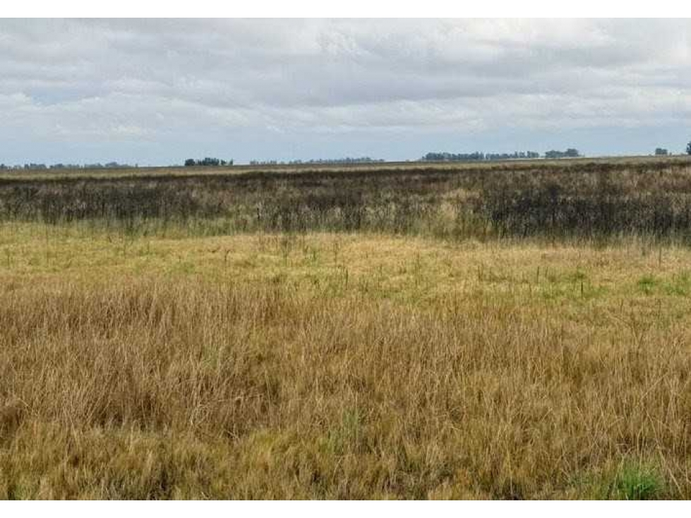 CAMPO 87 HECTAREAS, MIXTO, BOLIVAR, BUENOS AIRES, ARGENTINA - 5