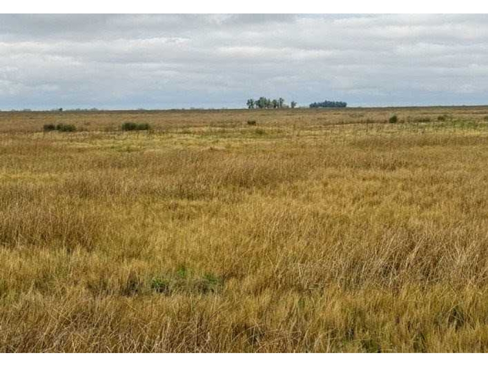 CAMPO 87 HECTAREAS, MIXTO, BOLIVAR, BUENOS AIRES, ARGENTINA - 6