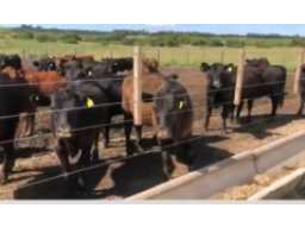 CAMPO 880 HECTAREAS, GANADERO, RIO CUARTO, CORDOBA, ARGENTINA - 1