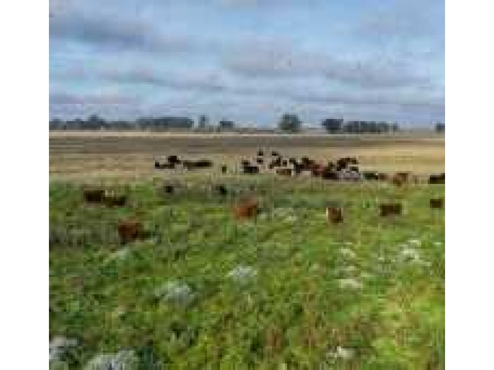 CAMPO 881 HECTAREAS, GANADERO, PUNTA INDIO, BUENOS AIRES, ARGENTINA - 1