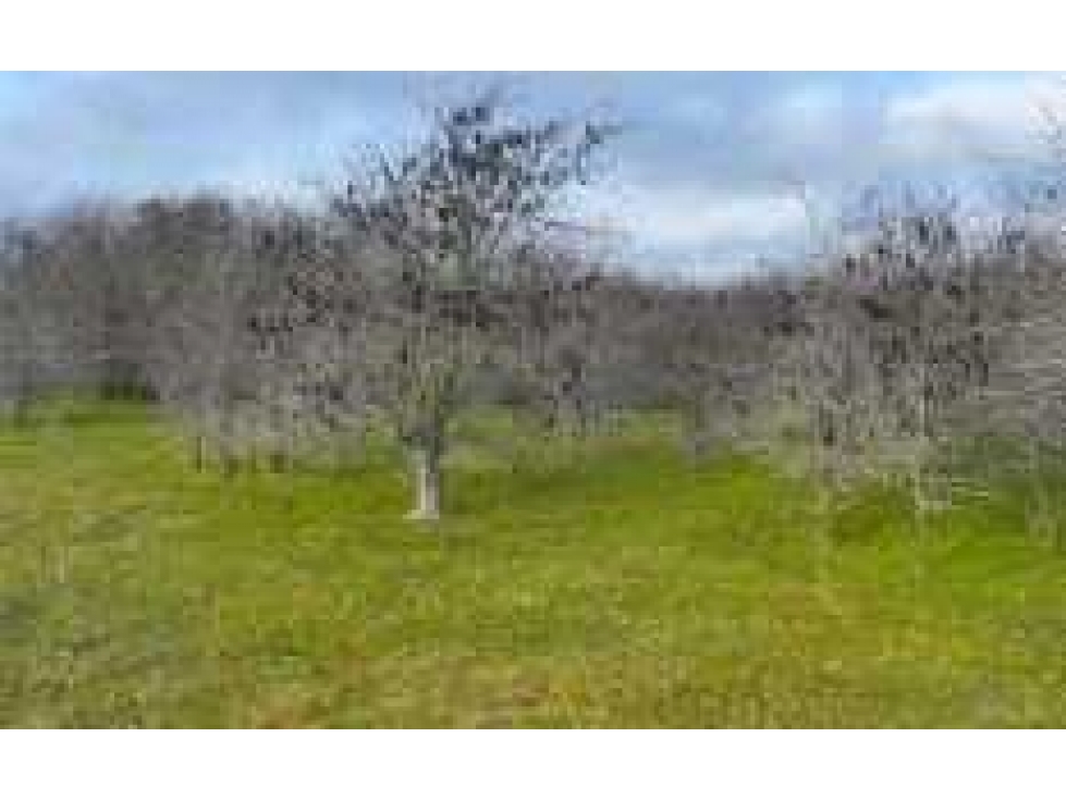 CAMPO 881 HECTAREAS, GANADERO, PUNTA INDIO, BUENOS AIRES, ARGENTINA - 2