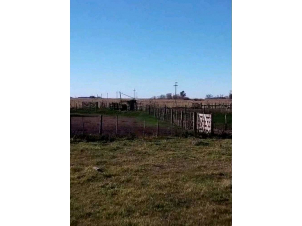 CAMPO 885 HECTAREAS, GANADERO, GENERAL ALVEAR, BUENOS AIRES, ARGENTINA - 3