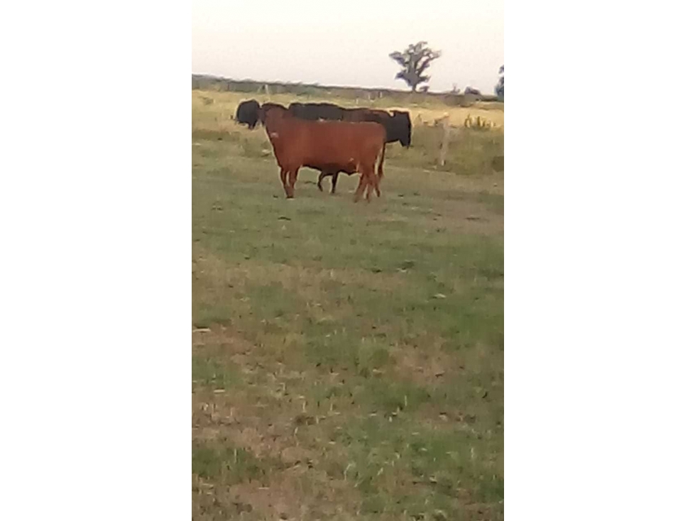 CAMPO 886 HECTAREAS,GANADERO, CROTTO, BOLIVAR, BUENOS AIRES, ARGENTINA - 1