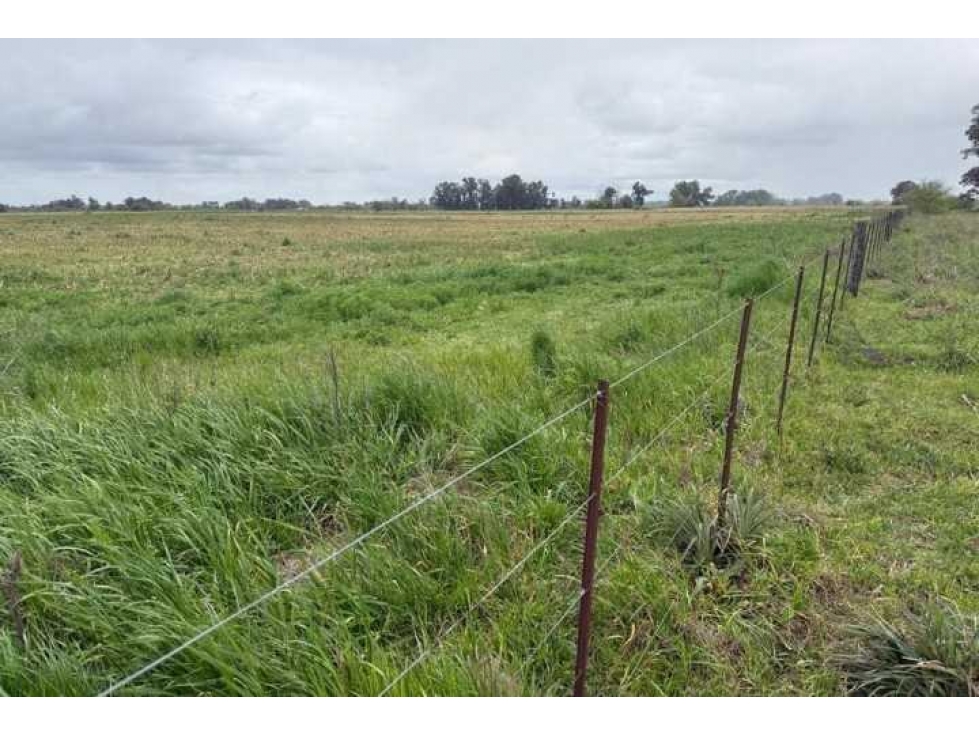 CAMPO 888 HECTAREAS, GANADERO, OLAVARRIA, BUENOS AIRES, ARGENTINA - 5