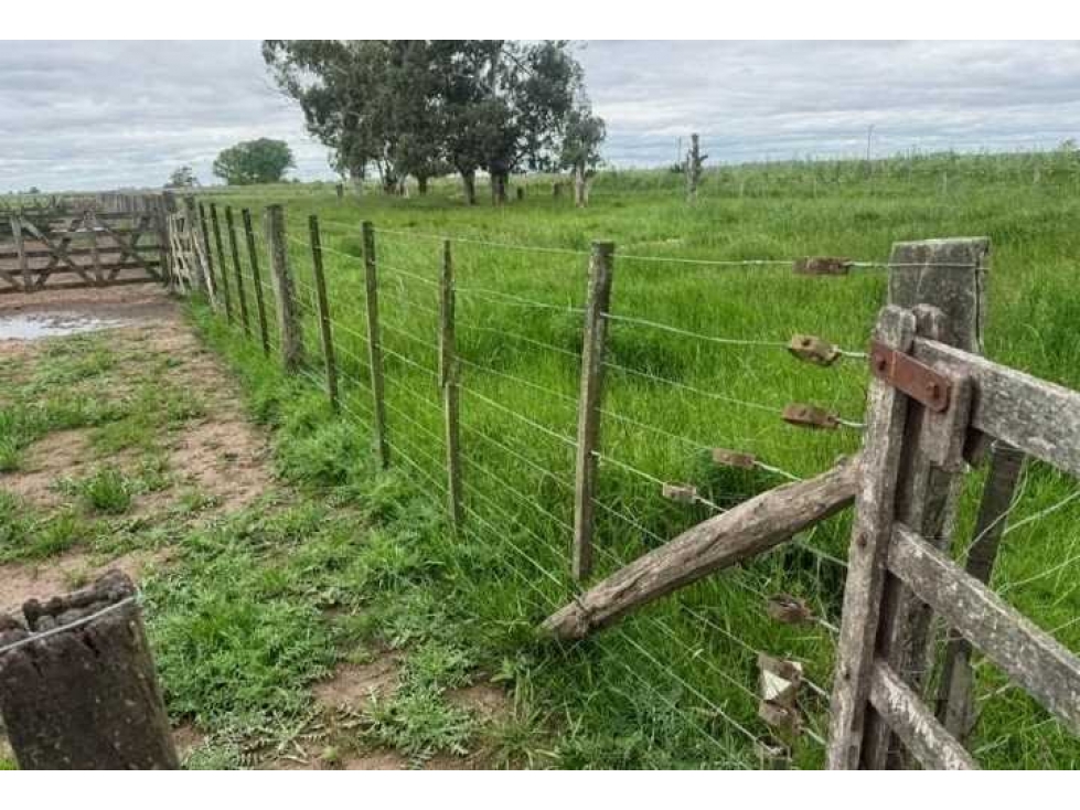 CAMPO 888 HECTAREAS, GANADERO, OLAVARRIA, BUENOS AIRES, ARGENTINA - 6