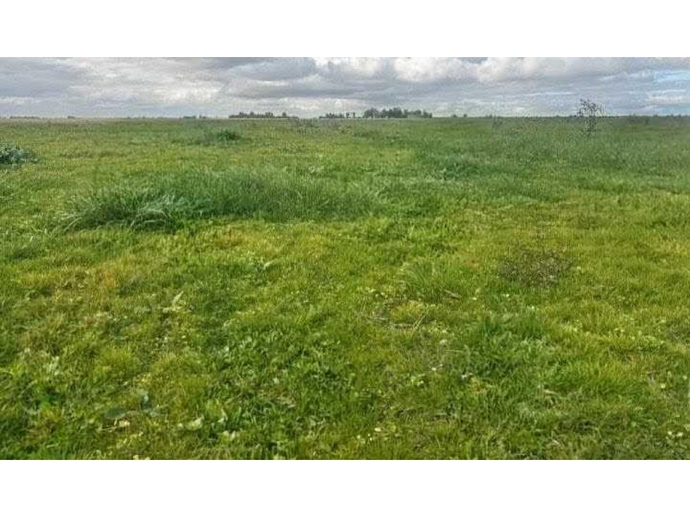 CAMPO 88 HAS, AGRICOLA, REYNOSO, SALADILLO, BUENOS AIRES, ARGENTINA - 1