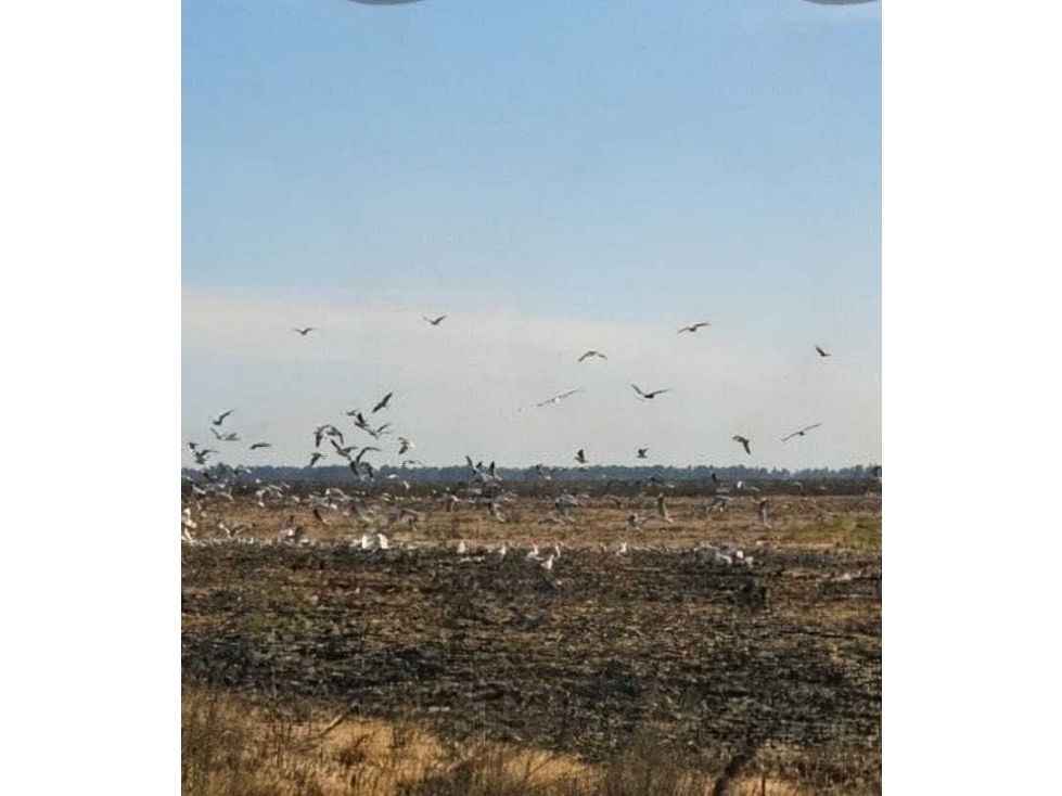 CAMPO 88 HECTAREAS AGRICOLA, AYACUCHO, BUENOS AIRES, ARGENTINA - 2