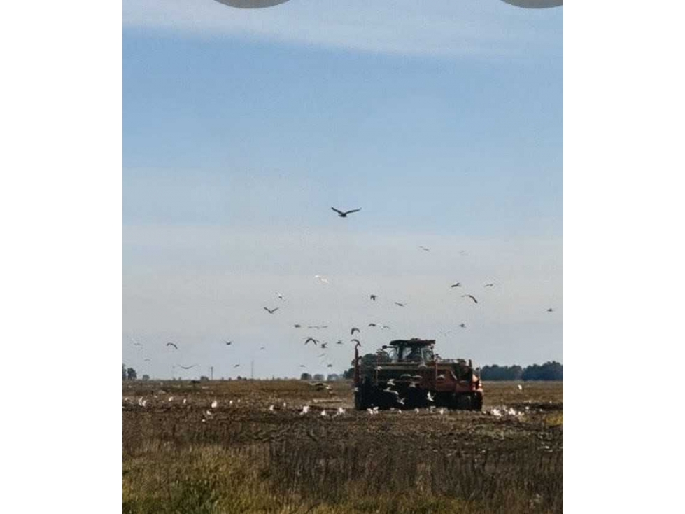 CAMPO 88 HECTAREAS AGRICOLA, AYACUCHO, BUENOS AIRES, ARGENTINA - 4