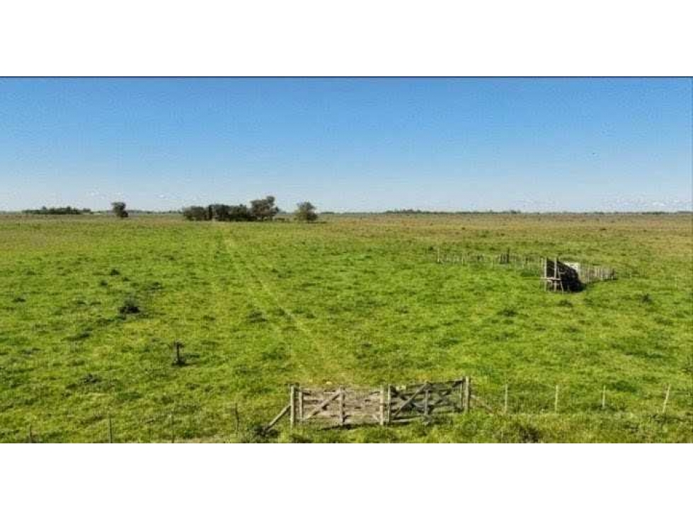 CAMPO 88 HECTAREAS, MIXTO, CAÑUELAS, BUENOS AIRES, ARGENTINA - 5
