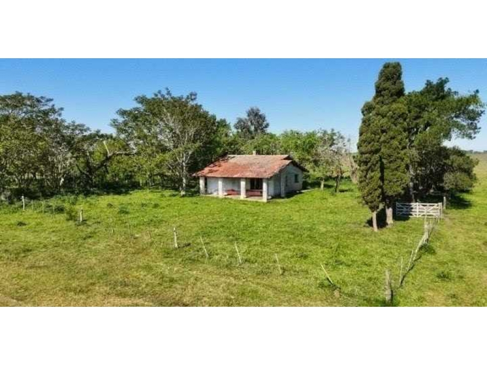 CAMPO 88 HECTAREAS, MIXTO, CAÑUELAS, BUENOS AIRES, ARGENTINA - 2