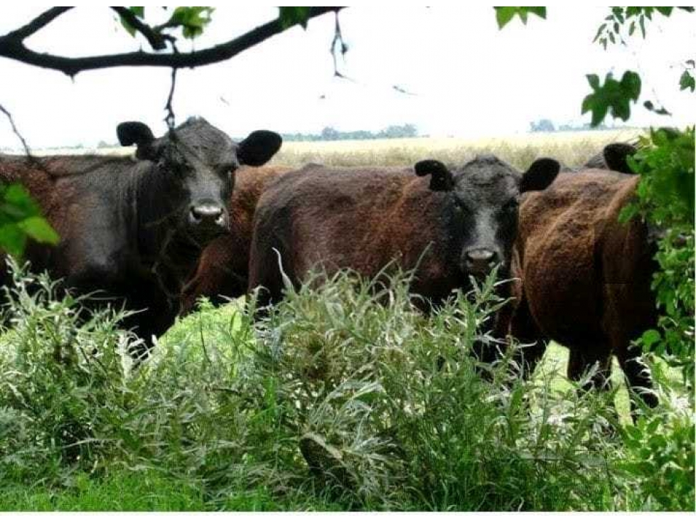CAMPO 899 HECTAREAS, MIXTO, CHASCOMUS, BUENOS AIRES, ARGENTINA - 2