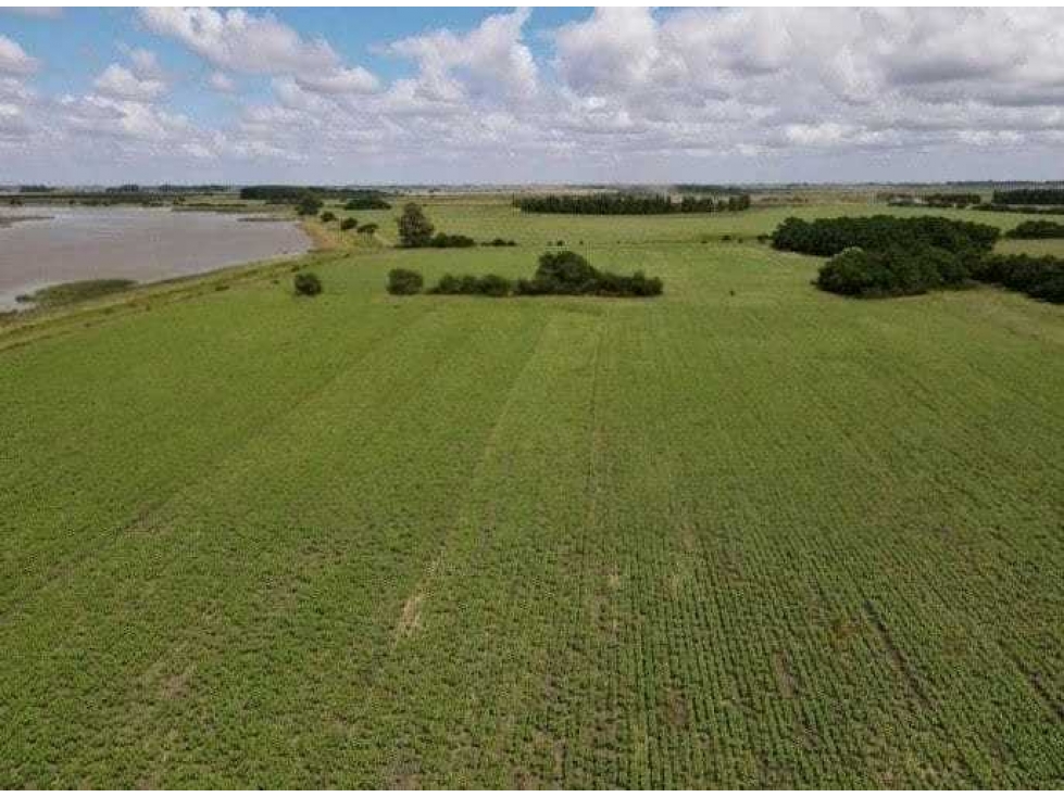 CAMPO 899 HECTAREAS, MIXTO, CHASCOMUS, BUENOS AIRES, ARGENTINA - 4