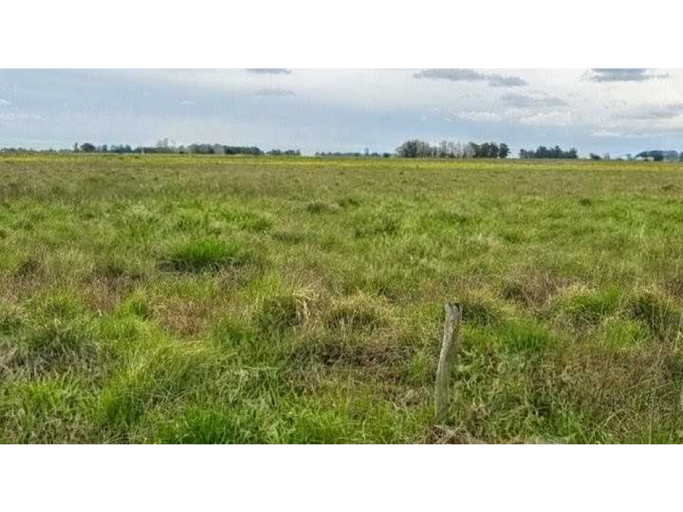 CAMPO 905 HECTAREAS, MIXTO, BOLIVAR, BUENOS AIRES, ARGENTINA - 3