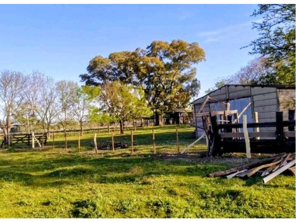 CAMPO 90 HAS, GANADERO,HAROSTEGUY, LAS FLORES, BUENOS AIRES, ARGENTINA - 1